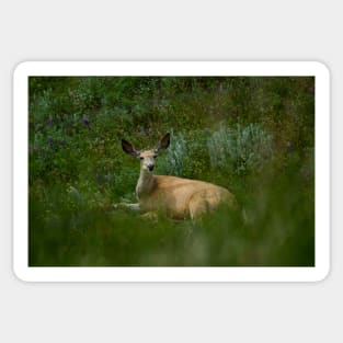 92317 deer Sticker